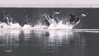 Full courtship dance with Western Grebes [upl. by Grega580]