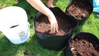 How to grow Potatoes In Containers  Complete Growing Guide [upl. by Nnaira]