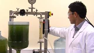 Michael Gerardo Swansea University  membrane filtration harvesting microalgae [upl. by Yelsnik548]