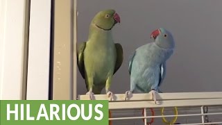 Parakeet brothers engage in full length conversation [upl. by Ire766]