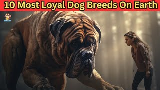 10 Most Loyal Dog Breeds on Earth [upl. by Awad698]