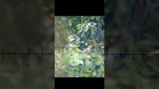 110m telak tekukur LB slug mantap shots hunting sniperelite [upl. by Ativak171]