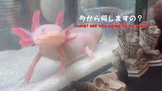 Axolotls aquarium will become more and more beautiful❤︎ウーパールーパーさん達の水槽メンテナンス❤︎水質のビフォーアフター！axolotl [upl. by Eckel602]