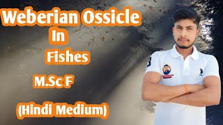 Weberian Ossicle in Fishes Full Complete Question Hindi Medium [upl. by Fitzgerald688]