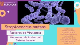 Fagocitosis del Streptococcus mutans [upl. by Stover]