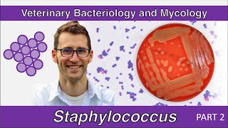 Staphylococcus Part 2  Veterinary Bacteriology and Mycology [upl. by Trevethick]