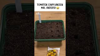 Tomaten pflanzen sich von selbst ein 😂🍅 [upl. by Nnylodnewg922]