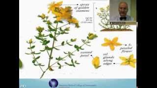 Hypericum Perforatum Homeopathic Medicine Tips For Beginners [upl. by Assiled61]