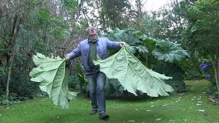 Giant Gunnera leaf cast in cement [upl. by Erusaert]