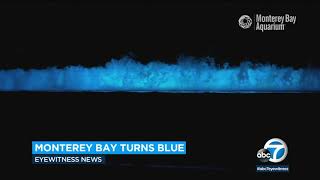 Bioluminescent waves spotted in Monterey Bay California  ABC7 [upl. by Loux]