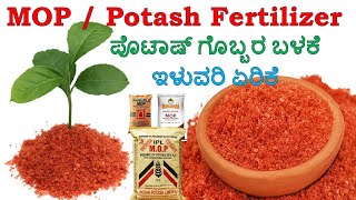 POTASH fertilizer  ಪೊಟ್ಯಾಷ್ ರಸಗೊಬ್ಬರ  MOP Fertilizer in Kannada  KFertilizer  Potassium K [upl. by Enitsed150]