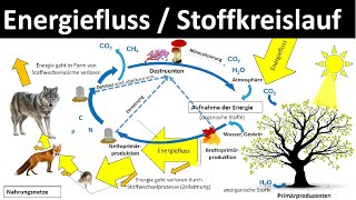 Energiefluss  Stoffkreislauf im Ökosystem Biologie Ökologie Oberstufe [upl. by Waynant]