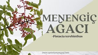 BİTKİ ANSİKLOPEDİSİ  MENENGİÇ AĞACI PİSTACİA TEREBİNTHUS NEDİR NERELERDE YETİŞİR İSTEKLERİ [upl. by Speroni]