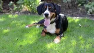 Der Entlebucher Sennenhund [upl. by Nyleda]