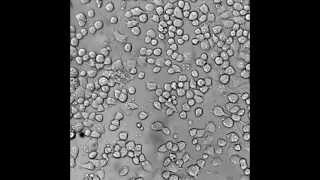 live imaging of cell culturem4v [upl. by Fenn]