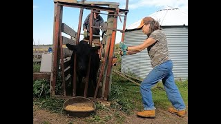 Cattle annual shots using our homemade chute system [upl. by Veator]