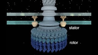 The Bacterial Flagellar Motor [upl. by Aisyle104]