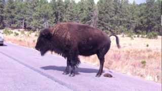 Bison  American Buffalo Pooping in the street [upl. by Jon]