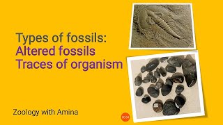 Fossils  Types of fossils part 2  Altered fossils  Traces of organisms [upl. by Telford]