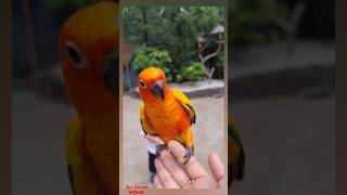 Sun Conure Parakeet shorts josh terebinanaguzarae safariworld youtubeshort [upl. by Graubert]