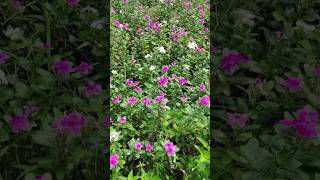 নয়নতারাCatharanthus roseusNayantaraNatureGardeningShort [upl. by Stover283]