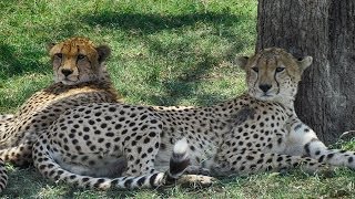 2011 Tanzania Safari highlights [upl. by Derzon]