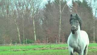 Belgian Draft Horsesnational stallion champion 2014 [upl. by Trent]