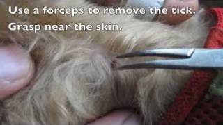 Removing Ticks From Dogs [upl. by Halas]