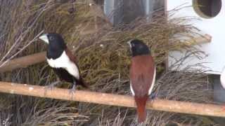 Tricolor Munia  BirdSpyAus [upl. by Nigen835]