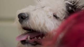 Grooming an Old English Sheepdog [upl. by Tychonn]