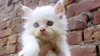 my new vlogHam new cats and kittens sale karne ke lye le ai🐈🐈🐈 [upl. by Rufford]