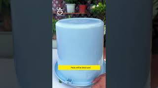 How to deal with harmful insects when summer comes garden gardening plants [upl. by Aelam]