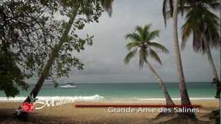 Martinique  Sainte Anne la plage des Salines [upl. by Nilyahs]