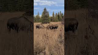 Bull moose sparring bullmoose moose [upl. by Tniassuot344]