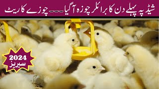 Broiler chicken farming for beginners  First day broiler chick rate   Broiler   Chicken [upl. by Jp]