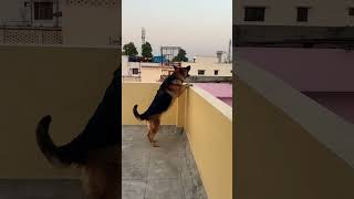 German Shepherd dog barking  gsd dog barking  dog barking  puppy barking [upl. by Assirol737]