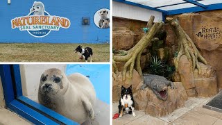 Skegness Natureland Seal Sanctuary Vlog [upl. by Wiburg]