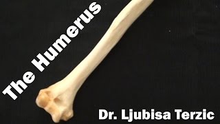 Humerus  Skeleton of the upper limb  Anatomy [upl. by Jaime794]