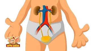 Learn Human Body  Urinary System [upl. by Norab]