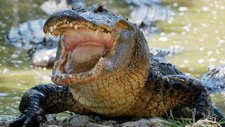 Alligator eats Python 03 Time Lapse Speed 05 [upl. by Adnaloj]