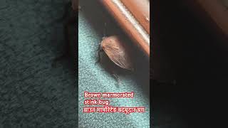 Brown marmorated stink bug savesoil savenativebreeds savewatersavelife savefood insects [upl. by Chrissa]