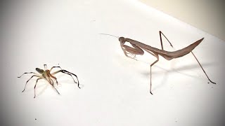 Praying Mantis VS Wide Jawed Jumping Spider [upl. by Goulder]