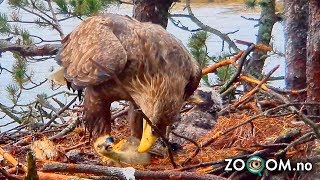 Goose Chick still ALIVE when Eagles start eating it [upl. by Haorbed257]