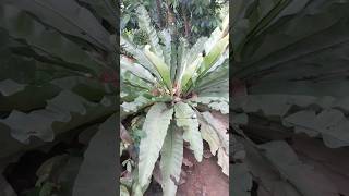 Birds nest fern 🌿 ගෙමිදුල හැඩකරන බර්ඩ්න් නෙස්ට් ශාකය gardendecoration garden [upl. by Assetan]