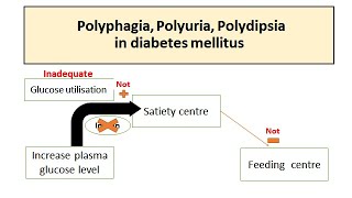 Polyuria Polyphagia Polydipsia in Diabetes mellitus [upl. by Noyes]