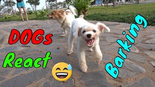 How Dogs React When Seeing Stranger 25  Running Barking  Viral Dog [upl. by Nicolas]