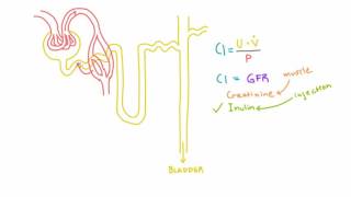 Inulin and PAH and their use in measuring GFR and RPF [upl. by Nnylsoj]