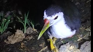 🌈 PIKAT GILA CUMA DUDUK MANIS RUAKRUAK NYA DATANG SENDIRIWATERHEN SOUND DAK FAKHIR DAK [upl. by Hyland365]