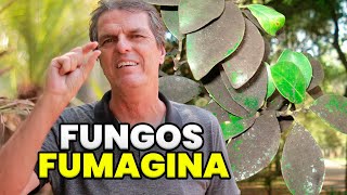 COMO TRATAR e ELIMINAR O FUNGO FUMAGINA NAS PLANTAS [upl. by Aciruam]