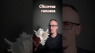 Chicoreus ramosus Ветвистый мурекс Ветвистый цикореус [upl. by Patsy]